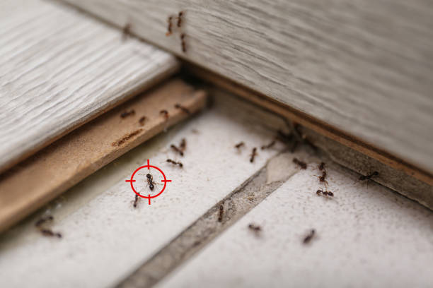 Best Insect Control  in Piedmont, OK